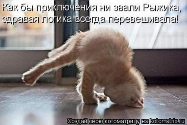 Лучшие котоматрицы недели