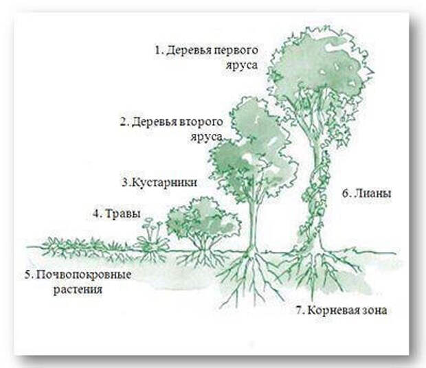 Что такое лесосад