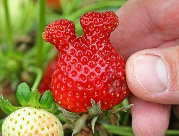 Продукты питания, не похожие сами на себя (26 фото)
