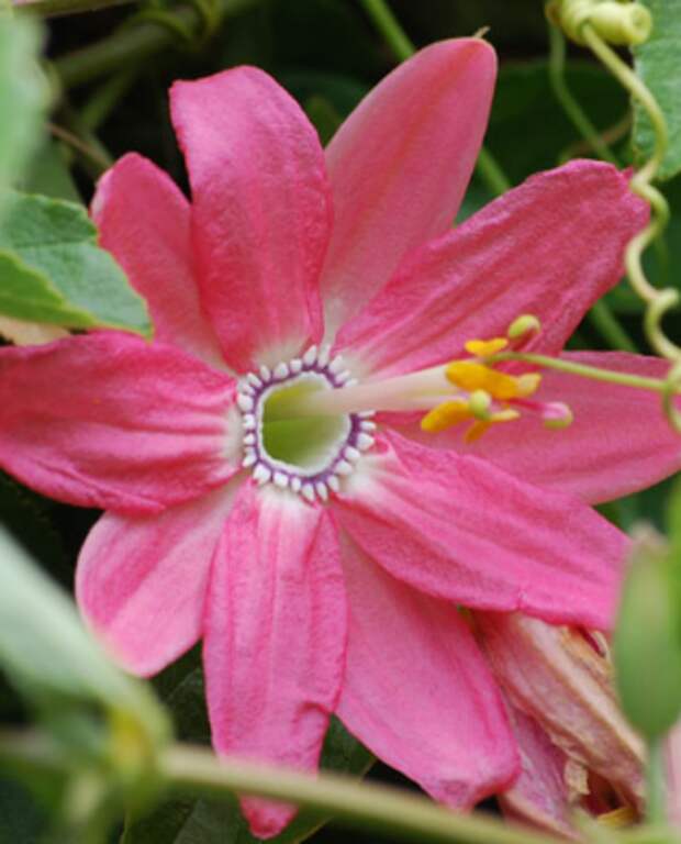 банановая пассифлора