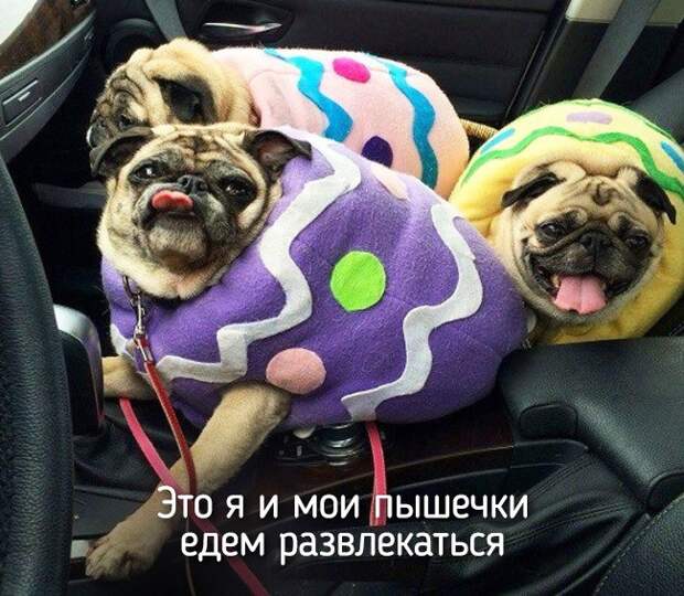 20 животных, которые ведут себя совсем как я животные, позитив