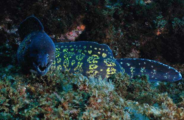 murena9