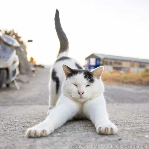 Японские уличные кошки в новых забавных и милых фотографиях Масаюки Оки