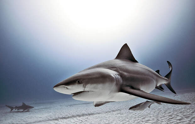 underwater-animal-photography-by-jorge-cervera-hauser-5
