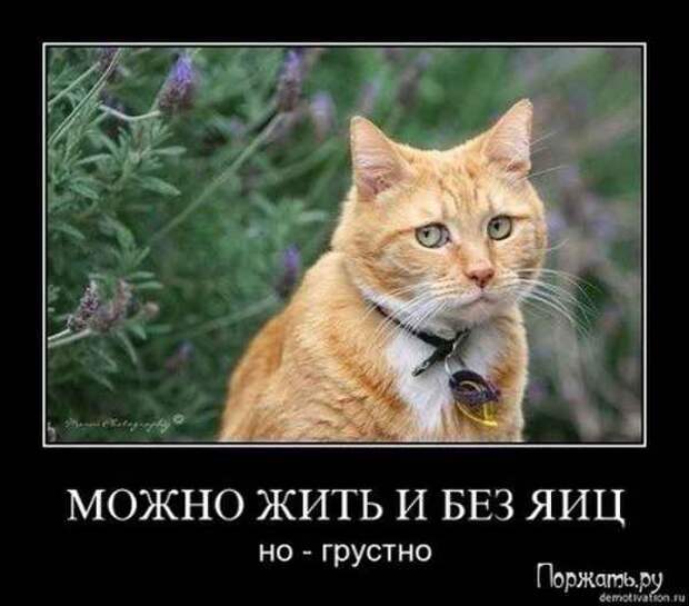 Любителям пушистых и нахальным Любителям пушистых и нахальным демотиваторы, коты, прикол, юмор