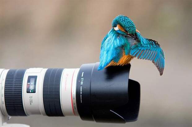 Птица фотографии животных