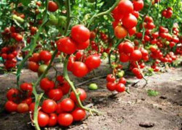 сколько поливать помидоры в теплице