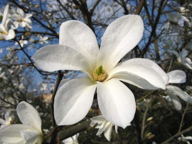 Магнолия иволистная (лат. Magnolia salicifolia)