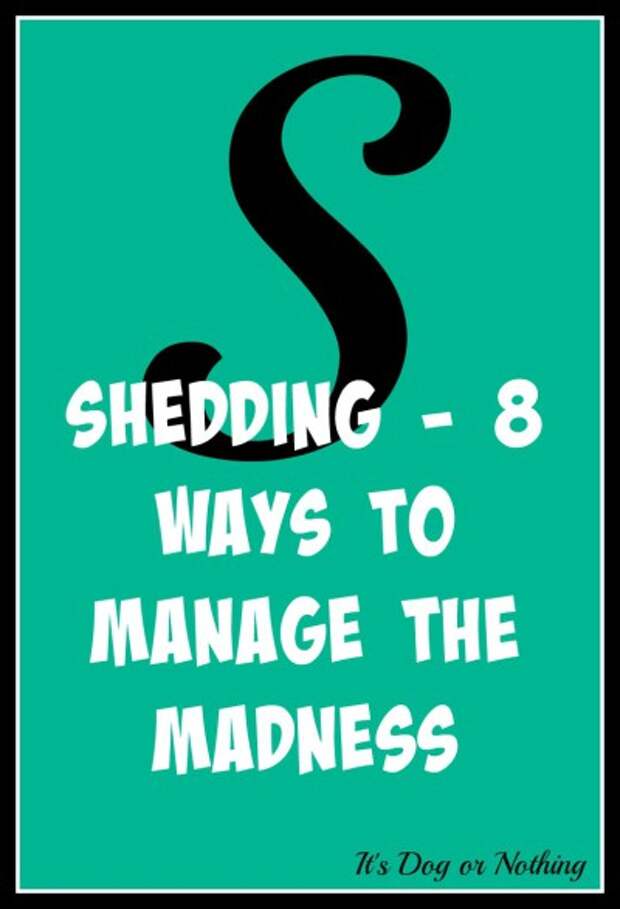 When it comes to giant breed health and nutrition, there's a lot that goes into raising a happy, healthy dog. We're going from A to Z talking about giant breed specific needs! Today, it's all about how to manage the mass amount of fur!
