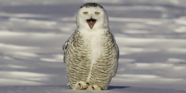 Охота полярной совы сова, фото