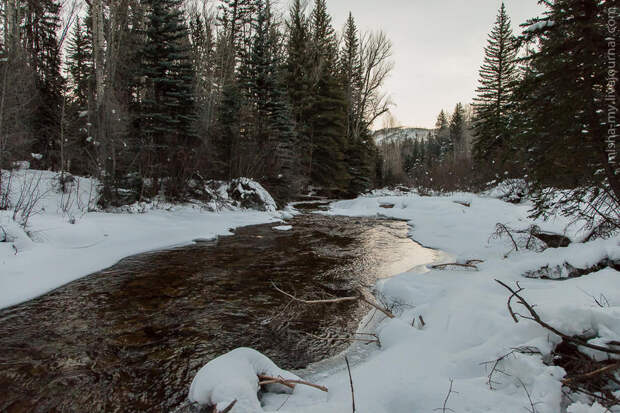 Ездовые собаки на горнолыжном курорте Aspen Snowmass