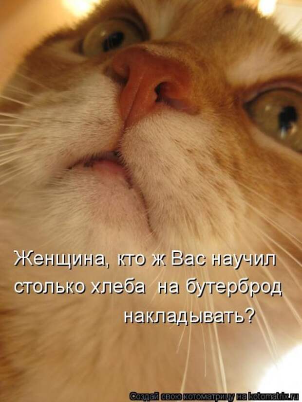 Новая котоматрица на Бугаге (36 фото)