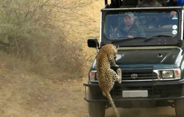 Леопард напал на сафари-гида животные, леопард, сафари парк