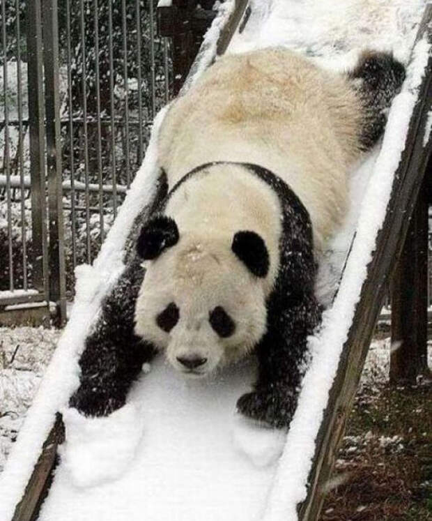 смешные животные