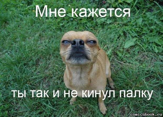 Прикол-Собака-подозревака-103590