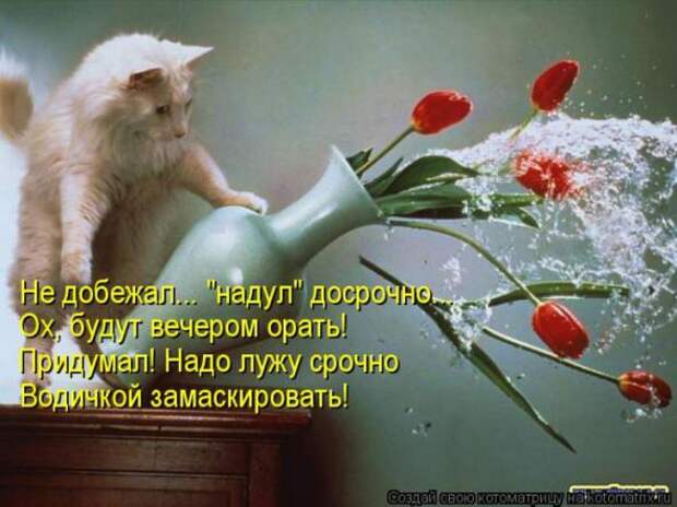Котоматрицы(картинки с надписями)