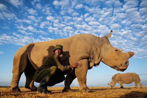 Последний в мире белый носорог