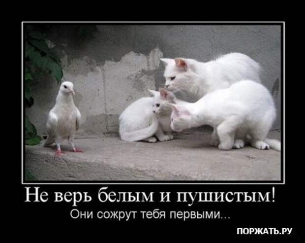 Демативаторы (21 фото)