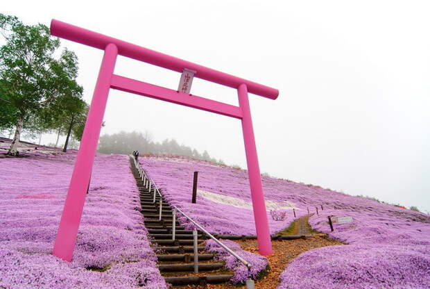 Холм Shibazakura цветение флоксов 11 (700x470, 100Kb)