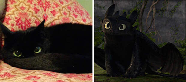Кошка напоминающая Беззубика из мультфильма «Как приручить дракона». гулять, кошки, фото