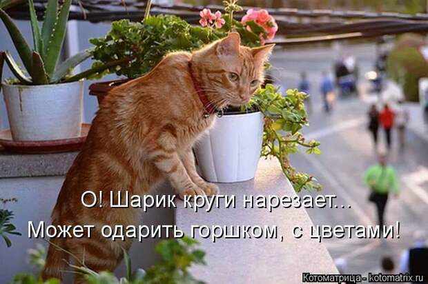 Котоматрица: О! Шарик круги нарезает... Может одарить горшком, с цветами!