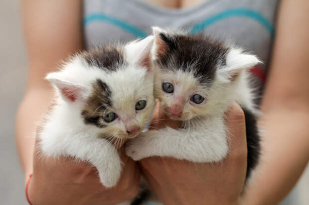 25 маленьких котят, которые согреют ваше сердце!