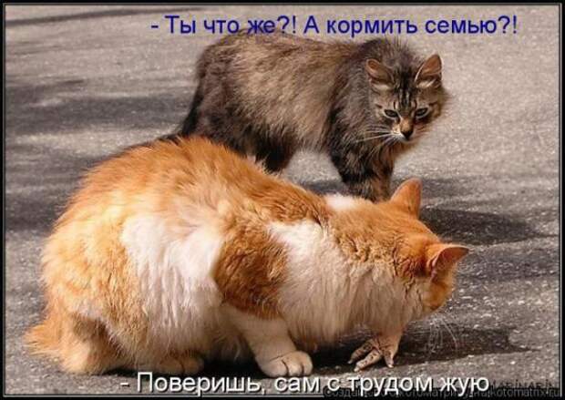 Котоматрицы(картинки с надписями)