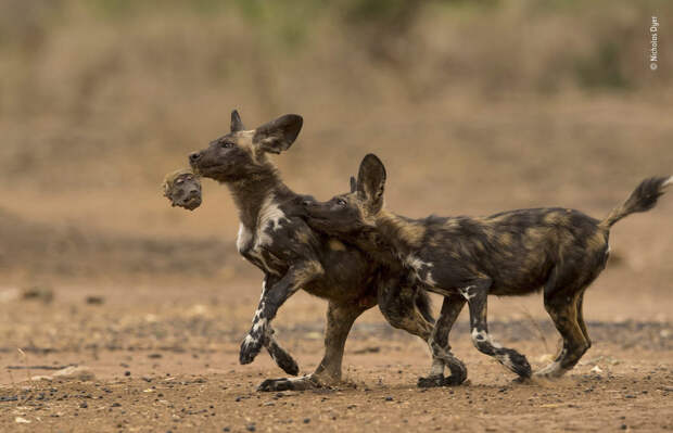 Блог - 14 сногсшибательных работ финалистов конкурса Wildlife Photographer of the Year 2018 14 сногсшибательных работ финалистов конкурса Wildlife Photographer of the Year 2018
