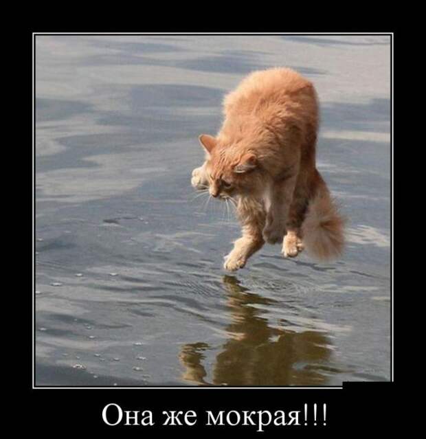 Демотиваторы (30 фото)