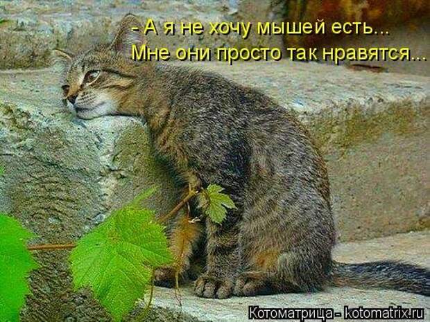 Новая котоматрица на Бугаге (39 фото)