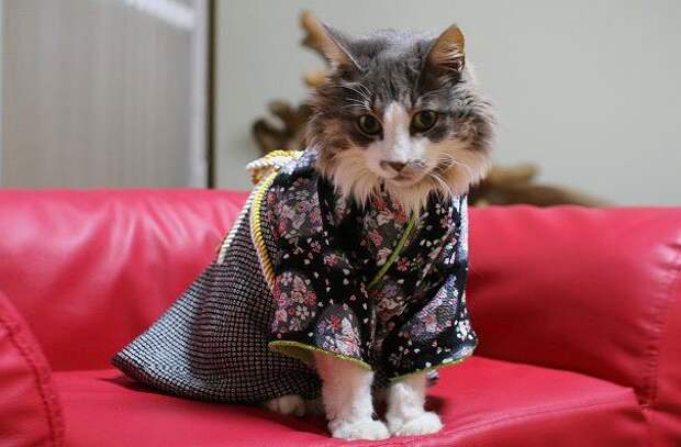 коты в кимоно, Япония