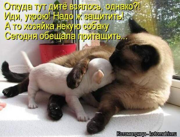 Котоматрицы (картинки с надписями)