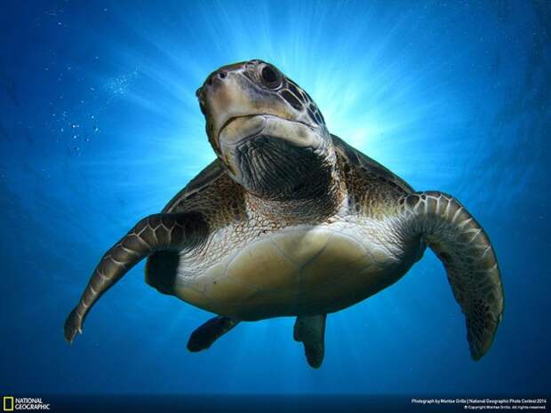 лучшие снимки фотоконкурса National Geographic 2014 черепаха