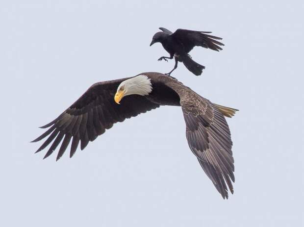 crow-rides-eagle-bird-photography-phoo-c