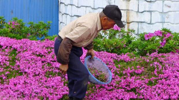 Муж потратил 2 года сажая цветы, цветы для слепой жены