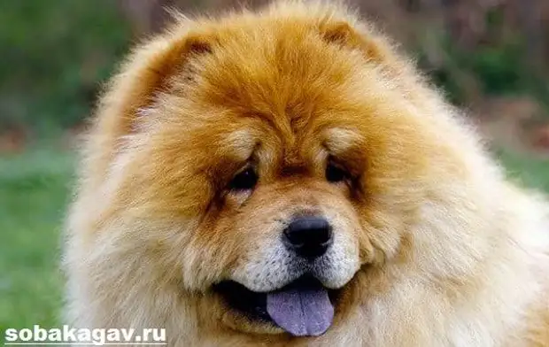 Чау чау собака. Описание, особенности, уход и цена породы чау чау