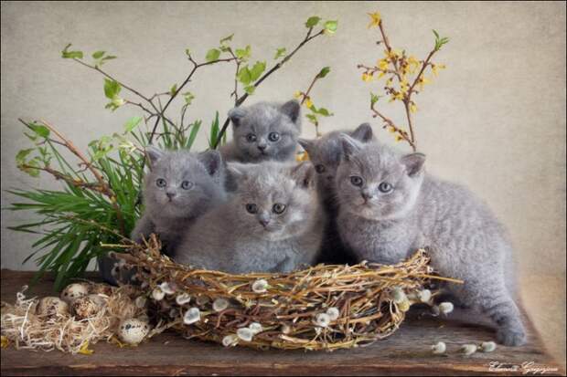 Весенние натюрКотики!