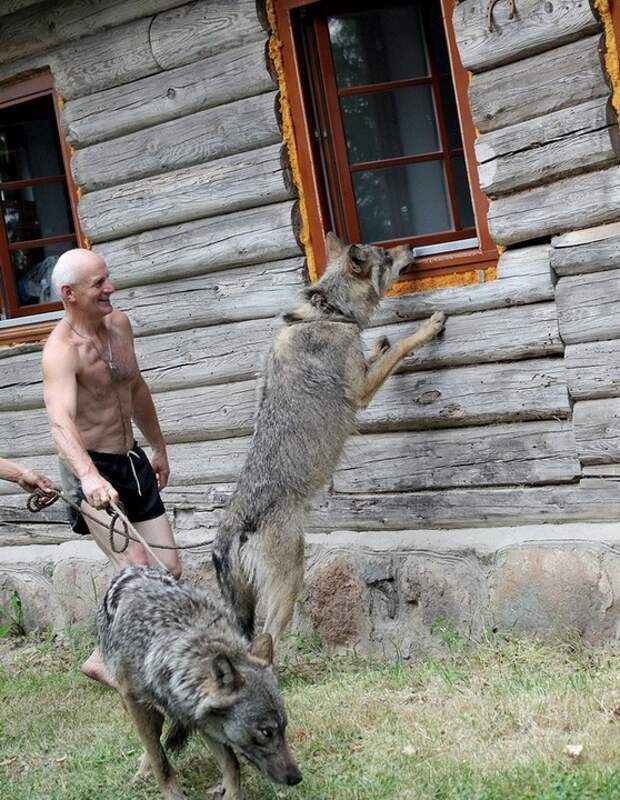 волки
