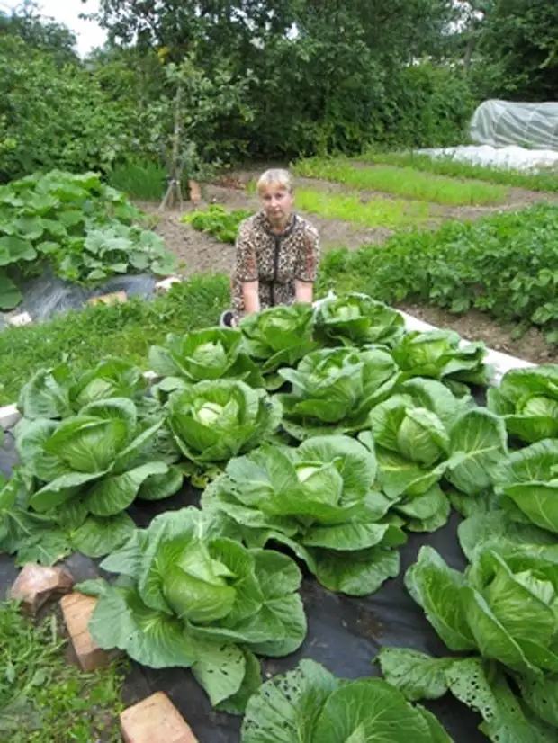 Полив капусты дождеванием. Мульчирование капусты. Рассада капусты на грядке. Мульчирование капусты агротекстилем. Мульчирование капусты.