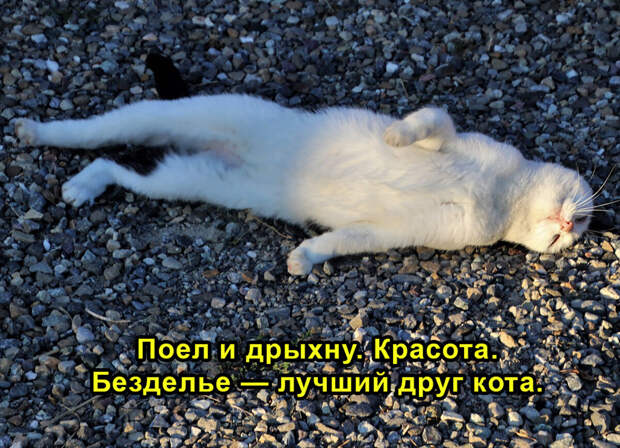Коты в марте котируются! Немного мурлычного юмора))