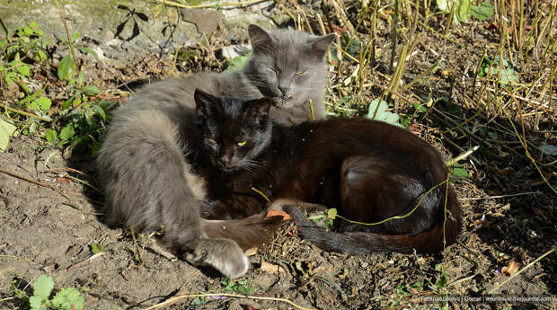 Кошка Лиза