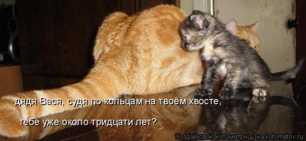 Лучшие котоматрицы недели