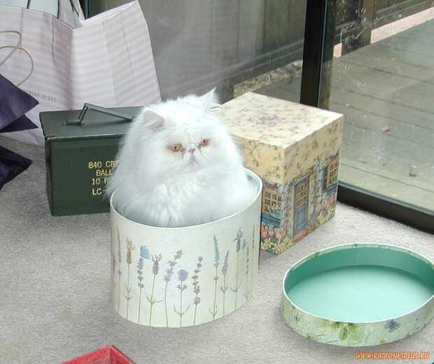 Коты в коробках, сумках, банках и прочих емкостях