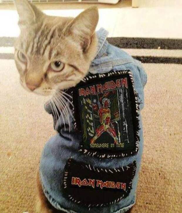 стильные кошки, кошки в модной одежде, модные коты