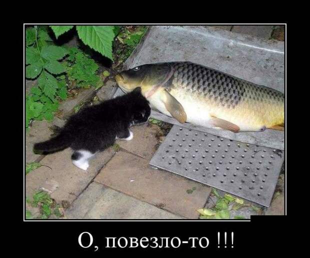 Демотиваторы (30 фото)