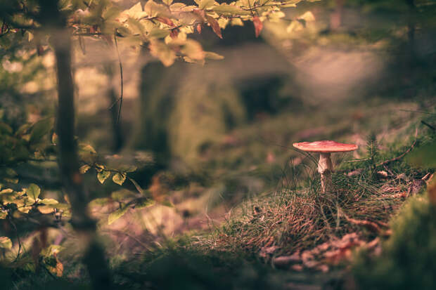 Mushroom during Autumn Fall in the Forrest by HatCat Photography on 500px.com