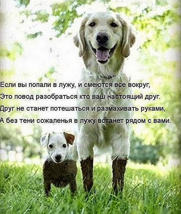 1361559340_novye-kotomatricy-14