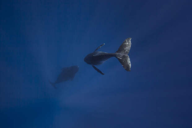 Китенок кит, океан, фотография