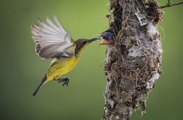 Малайзия, 21 января 2017 года. Маленькие птицы питаются в основном нектаром, хотя они также ловят насекомых, особенно когда выкармливают птенцов 2017 год, животные, звери, красота, милота, питомцы, птицы