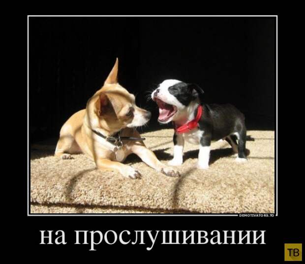 Подборка демотиваторов 15.07.2014 г (32 фото)